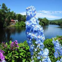 Blue Flowers on the Bridge of Flowers